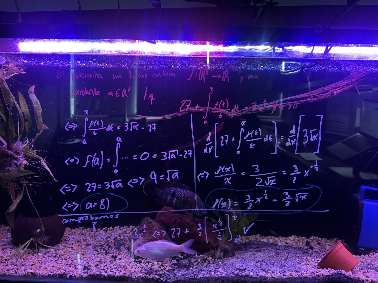 La solución del ejercicio 6 en limpio — en el acuario: evaluar en a mata la integral (a = 81), derivar ambos lados da f(x) = 3⁄2·√x… y la comprobación